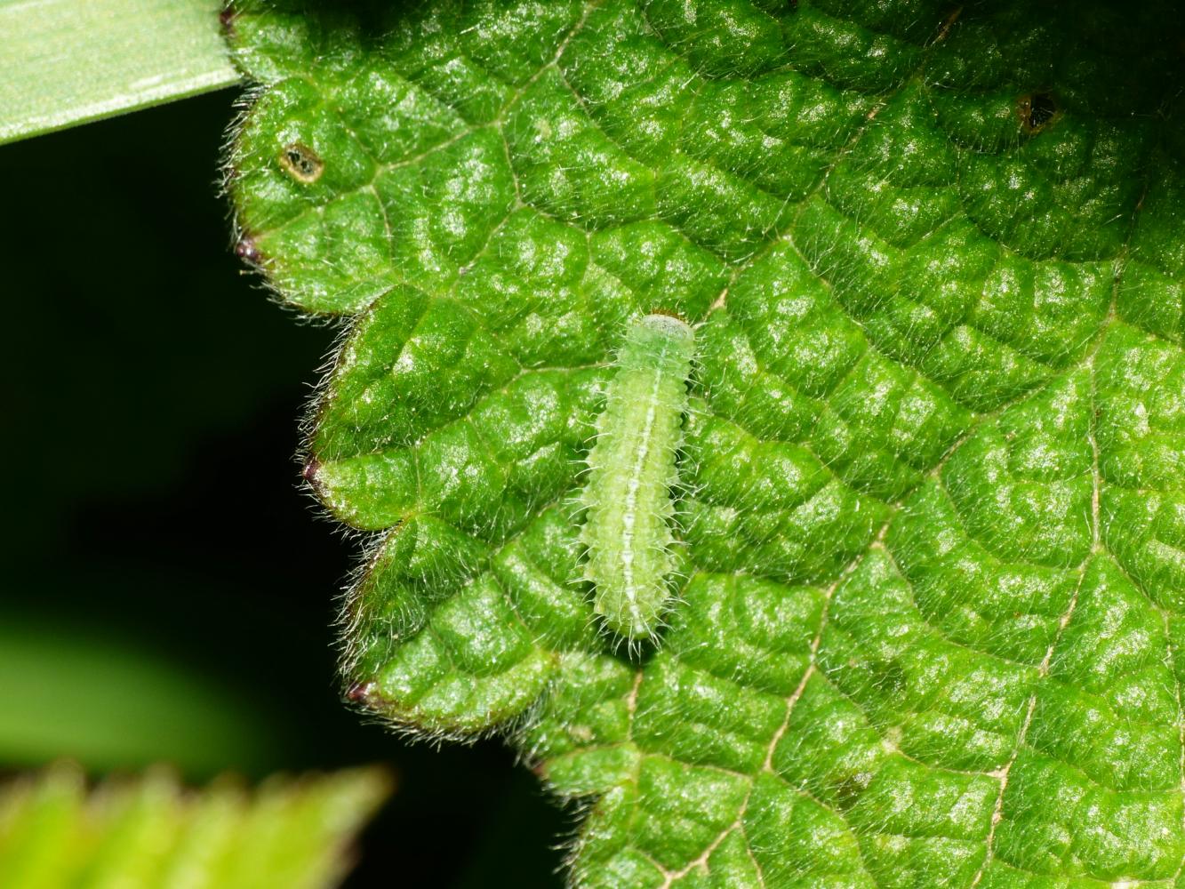 Larve di Sphaeroderma rubidum?